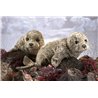 Títere. FOCA DE PUERTO