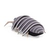 Títere de dedo. MINI ROLY POLY