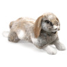 TITERE. Conejo Holland Lop