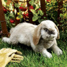 TITERE. Conejo Holland Lop