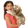 TITERE. Conejo Holland Lop