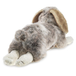 TITERE. Conejo Holland Lop