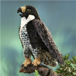 TÍTERE. HALCÓN PEREGRINO