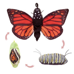 Títere. CICLO DE VIDA DE LA MARIPOSA MONARCA