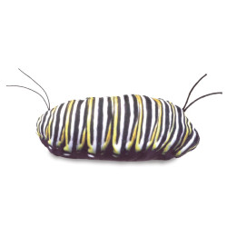 Títere. CICLO DE VIDA DE LA MARIPOSA MONARCA