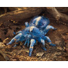 Títere. Tarántula azul