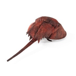 Títere. CANGREJO HERRADURA