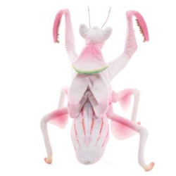 TITERE. Mantis Orquídea