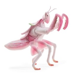 TITERE. Mantis Orquídea